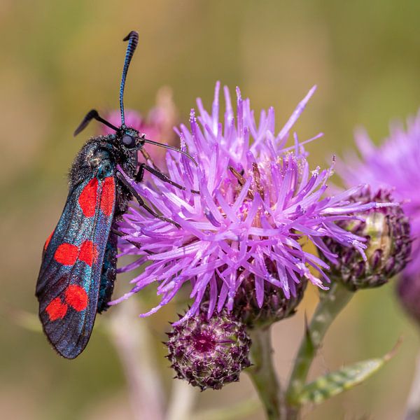 St. John's butterfly eats nectar from a thistle by Dafne Vos