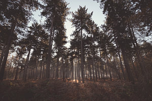 Früher Herbstmorgen im Kloosterbos bei Wachtebeke, Belgien