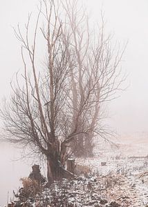 Winterbäume entlang des Rheins