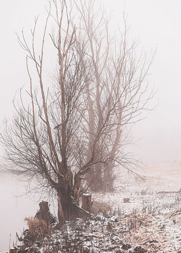 winter trees along the Rhine