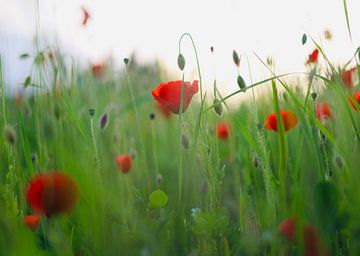 Mohn-Märchen von Ingrid Kanters