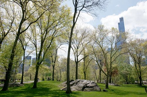 Spring Trees in Central Park, New York