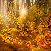 Herfstsfeer in het bos van Ellen Driesse