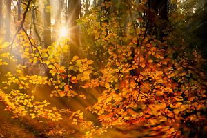 Herbststimmung im Wald von Ellen Driesse