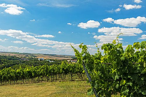 Vineyard in Thuringia