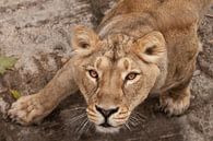 ein Versuch. Der durstige Blick einer großen Raubkatze einer weiblichen Löwin von unten nach oben, d von Michael Semenov Miniaturansicht