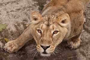 ein Versuch. Der durstige Blick einer großen Raubkatze einer weiblichen Löwin von unten nach oben, d von Michael Semenov