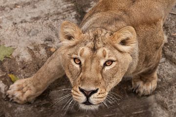 an attempt. The thirsty gaze of a large predatory cat of a female lioness from the bottom up, the ey by Michael Semenov