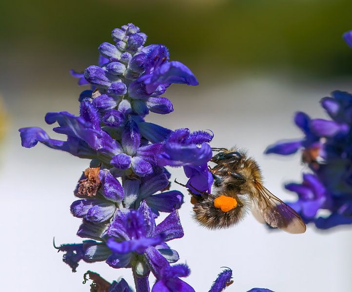 Marque d'un bourdon des champs tacheté sur une fleur de sauge bleue par ManfredFotos