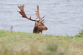 Damhert by Merijn Loch