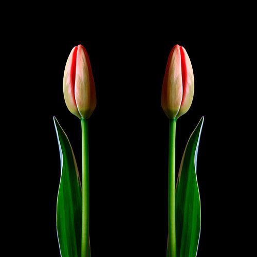 Elegant tulips