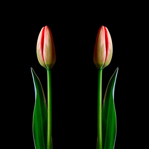 Elegant tulips by Thomas Jäger