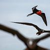 Frigatebirds by SusanneV