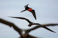 Frigatebirds by SusanneV thumbnail