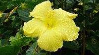 the famous flowers in the rain