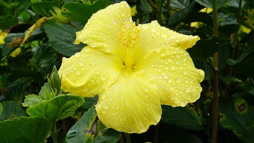 the famous flowers in the rain by Mark Helmers