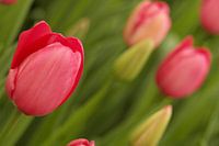 Een mooie sterk en krachtige bloem; de tulp!