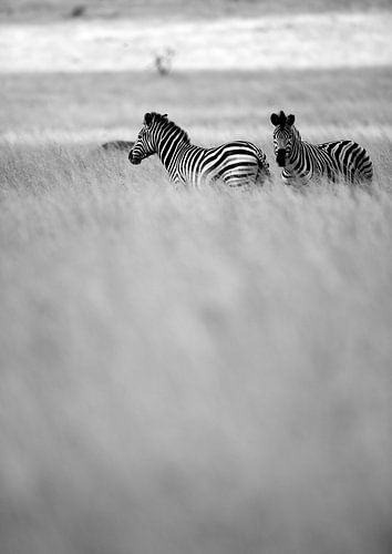Zebras in the Mist