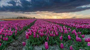 Tulpenfeld bei Sonnenuntergang.