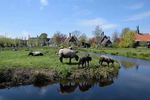 Een kleine kudde schapen