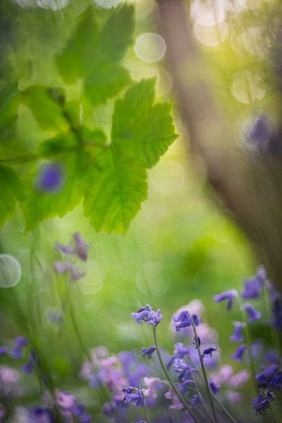 Jacinthes des bois dans la forêt par Patricia van Kuik