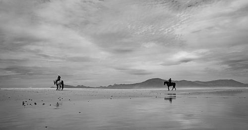 Horses on a beach (black and white)