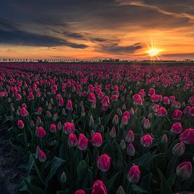 tulips at sunrise by peterheinspictures