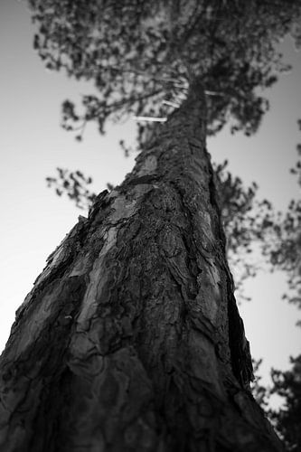 Tree perspective