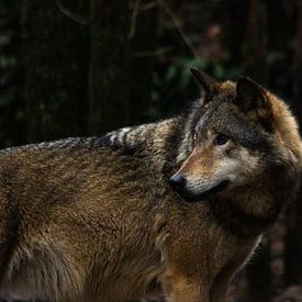 Wolf by Niels Langerak
