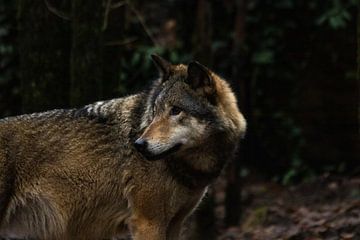 Wolf by Niels Langerak