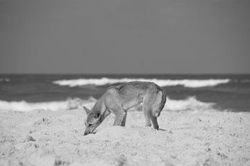 Dingo hond in Australië van Hélène Vermeulen