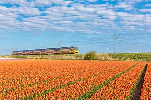 intercity rijd langs de bloembollenvelden van eric van der eijk