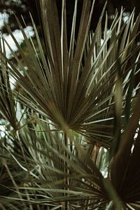 Botanischer Garten Palme Detail von Anne Verhees