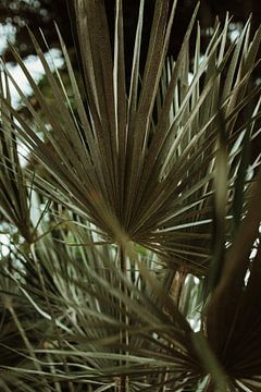 Détail du palmier du jardin botanique