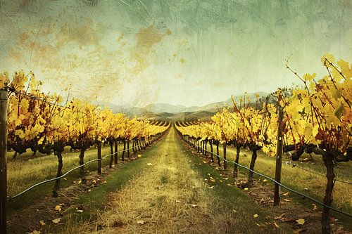 Vignoble d'automne sépia avec collines en arrière-plan