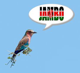 Coracias caudatus says Jambo by Grüntyers .