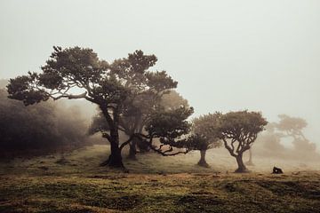 Sp(r)ook(jes)achtig tafereel in het Fanal nevelwoud I | Madeira | Landschap van Daan Duvillier | Dsquared Photography