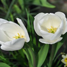 Witte Tulpen van Dennis Visser