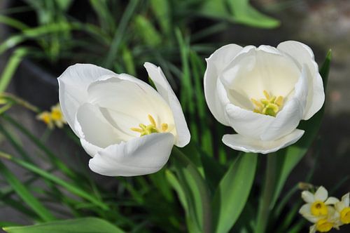 Witte Tulpen