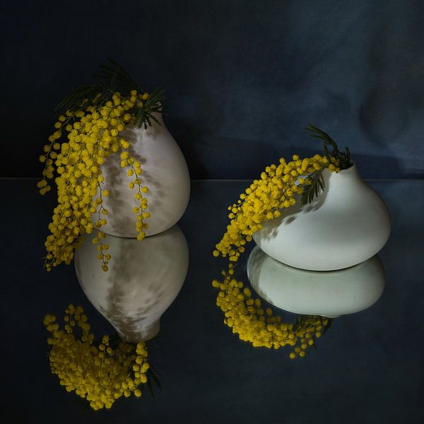 Still life with mimosa and reflection . by Saskia Dingemans Awarded Photographer