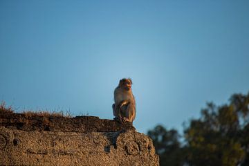 Monkey on rock