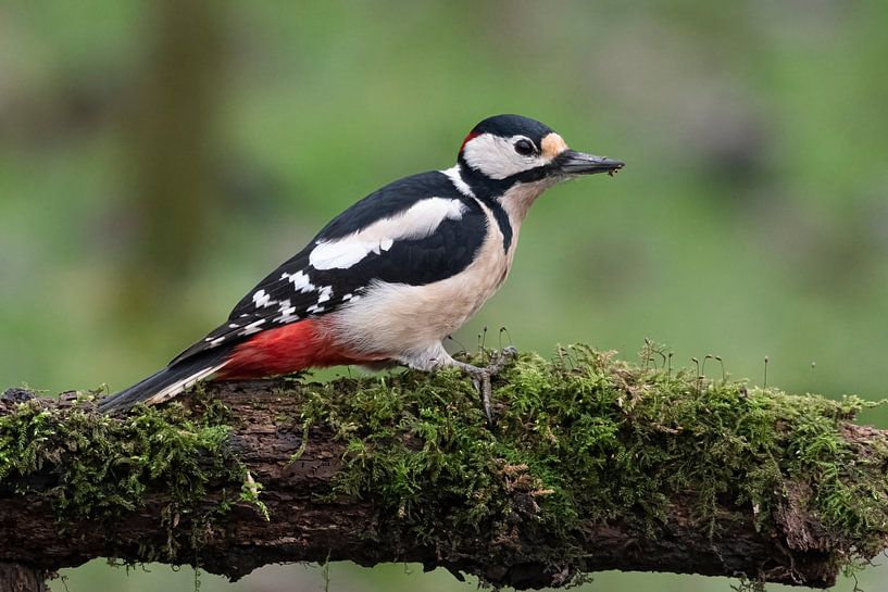 Great spotted woodpecker by Merijn Loch