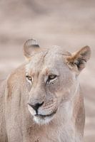Reine de la Savane