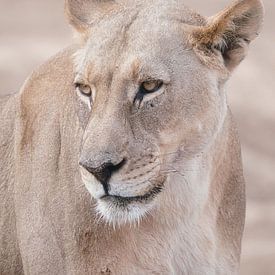 Queen of the Savannah by Rinke van Brenkelen