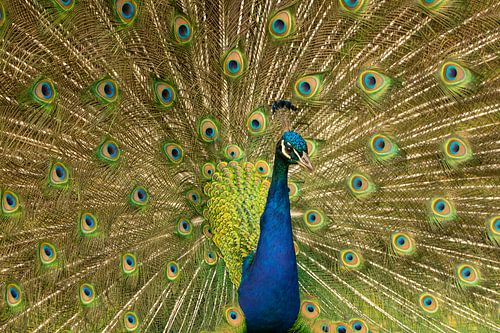 A strutting peacock showing off its feathers by Cocky Anderson
