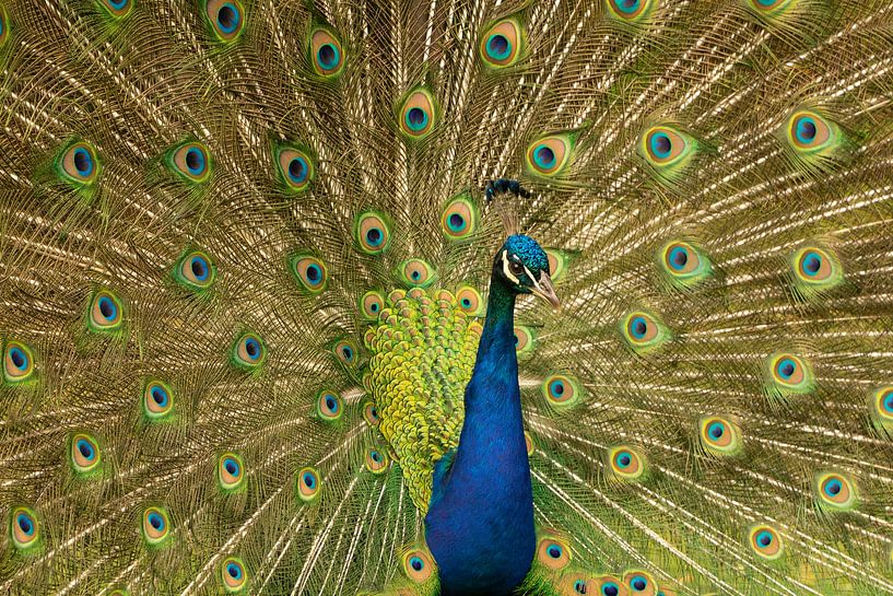 A strutting peacock showing off its feathers by Cocky Anderson