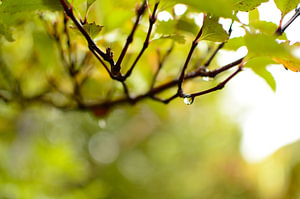 Let it rain