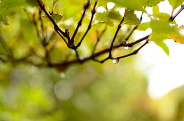 Let it rain van Ricardo Bouman