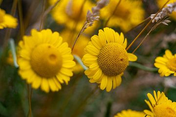 Kamillenblüten medizinisch und schön von Jolanda de Jong-Jansen