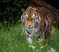 Majestic Amur Tiger: The Power and Beauty of the Wilderness